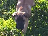 cane corso fulvo